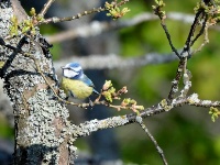 2016-05-10 11h12m01 - Pimpelmees - Pierre Bernard